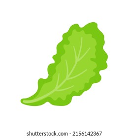 Lettuce. Green leafy vegetables for a healthy salad.