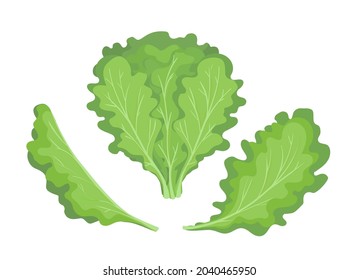 Lettuce. Green lettuces leaves healthy snack, vector drawing vegetable curly salad leaf vector illustration, cartoon vegetables leafs farm ingredients on white background