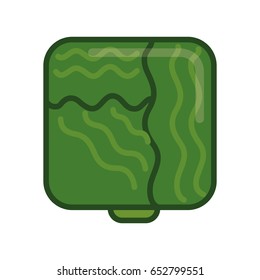 lettuce green vegetable