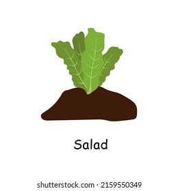 Lettuce in the ground, vector drawing. Herbs in the soil. Isolated lettuce  plant. Herbal illustration.