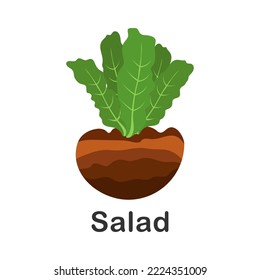 Lettuce in the ground, vector drawing. Isolated lettuce plant. Growing lettuce. Ingredient for dietary salad. Flat style garden plant. Illustration on white isolated background. Lettuce icon.