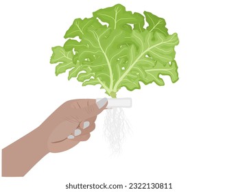 Lettuce grown with hydroponics system.