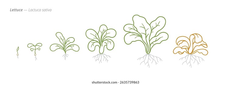 Lettuce Growth Stages for Agriculture and Crop Treatment