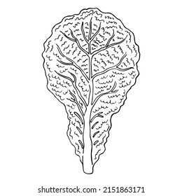 Lettuce hand drawn sketch vector doodle illustration. Green vegetables healthy food clipart
