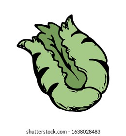 Lettuce hand drawn vector illustration on doodle style