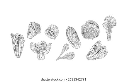 lettuce handdrawn engraving doodle collection