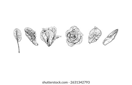 lettuce handdrawn engraving doodle collection