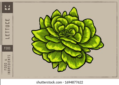 Lettuce head Vector illustration - Hand drawn