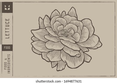 Lettuce head Vector illustration - Hand drawn - Out line