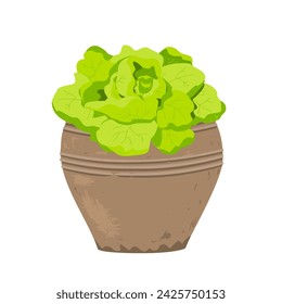 Lettuce Herb in stylish old clay flowerpot. Potted lettuce salad growing at home, isolated vector.