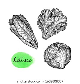 Lettuce and iceberg . Ink sketch isolated on white background. Hand drawn vector illustration. Retro style.