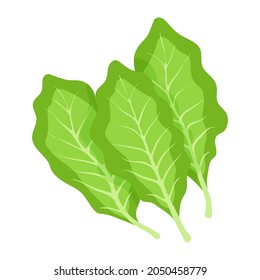 Lettuce icon. Fresh lettuce vegetable and salad leaf isolated on white background. Vector illustration