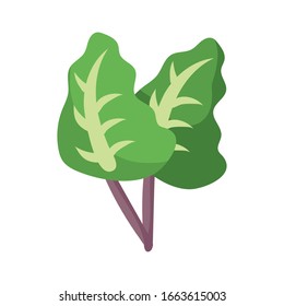 lettuce icon over white background, flat detail style, vector illustration