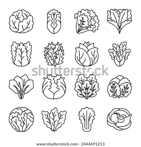 Lettuce icon set on white