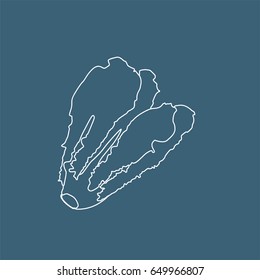 Lettuce icon, vector illustration design. Vegetables collection.