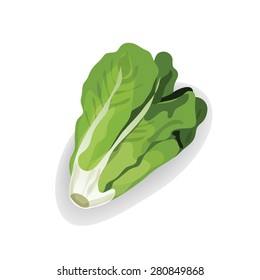 lettuce illustration
