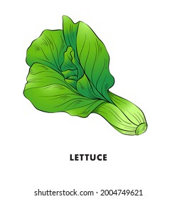 Lettuce Illustration Clipart Vector Design