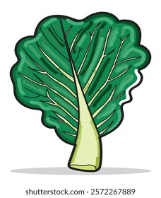 Lettuce Illustration with shadow and highlight for design element