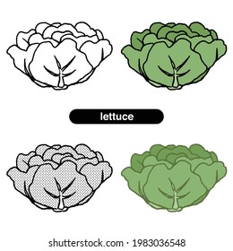 Lettuce illustrations, line art, color illustrations