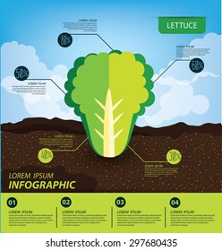 lettuce , infographics. vegetables vector illustration