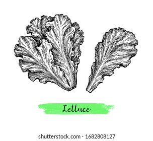 Lettuce. Ink sketch isolated on white background. Hand drawn vector illustration. Retro style.