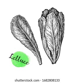 Lettuce. Ink sketch isolated on white background. Hand drawn vector illustration. Retro style.