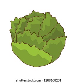 lettuce isolated icon