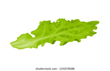 Lettuce. Isolated on white background. Vector flat colorful illustration for poster, menu, web, banner, icon