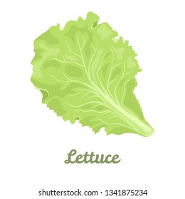 Lettuce isolated on a white background. Vector illustration of fresh green leaf salad in cartoon simple flat style.