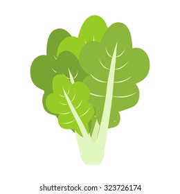 Lettuce  isolated on white background. Vector illustration. Flat design