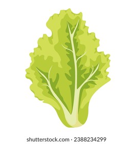 lettuce isolated.lettuce on white background vector graphics. green lettuce leaf