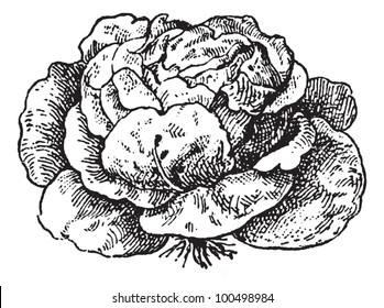 Lettuce (Lactuca sativa), vintage engraved illustration. Dictionary of words and things - Larive and Fleury - 1895.