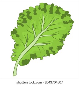 Lettuce leaf. Green Salad. Fresh and healthy food. Vegetarian nutrition. Hand-drawn vector illustration