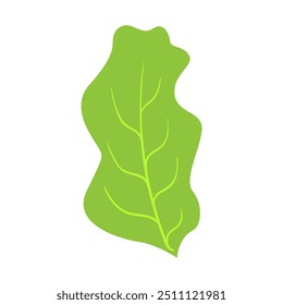 Lettuce leaf. Healthy food, vegetables, greens, diet, proper nutrition, carbohydrates, lifestyle, healthcare, fitness, weight loss or gain, vitamins, fructose. Vector Illustration