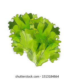 Lettuce leaf isolated. Salad vector. Lettuce leaf drawing