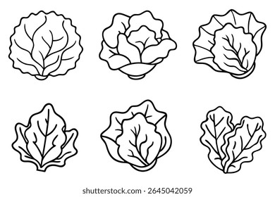 Lettuce leaf line art illustration for botanical design (2)