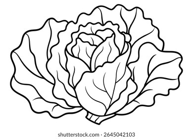Lettuce leaf line art illustration for botanical design (3)