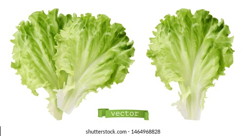 Lettuce. Leaf Vegetable, 3d Realistic Vector