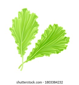 Lettuce Leaf Vegetable or Salad Greens as Plant with Edible Leaves Vector Illustration