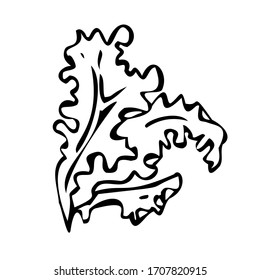 Sale la lechuga. Ilustración vectorial en blanco y negro. Aislado sobre un fondo blanco.