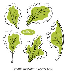 Lettuce leaves. Colorful line sketch collection of vegetables and herbs isolated on white background. Doodle hand drawn vegetable icons. Vector illustration