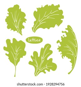 Lettuce leaves. Colorful line sketch collection of vegetables and herbs isolated on white background. Doodle hand drawn vegetable icons. Vector illustration