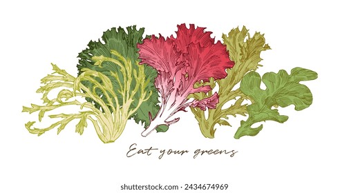 Lettuce leaves, engraved style drawings. Horizontal border design