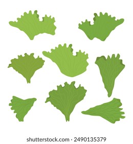 Lettuce leaves in flat style. Vector illustration isolated on white background.