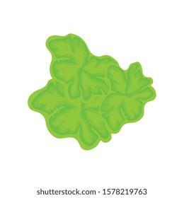 lettuce leaves fresh vegetable isolated icon vector illustration design