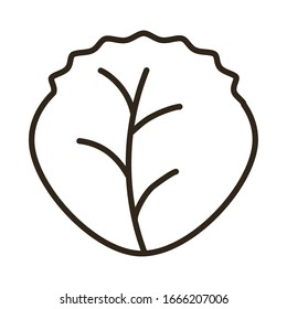 lettuce leaves on white background, line style icon vector illustration design