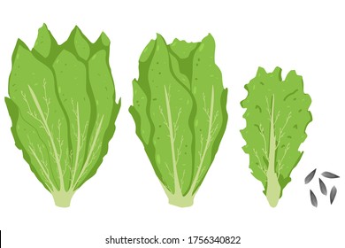 Lettuce leaves and salad vector cartoon set isolated on a white background.