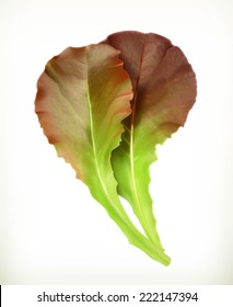 Lettuce leaves, vector illustration