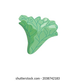 Lettuce leaves, vector illustration for menu design, printing. Isolated on a white background.