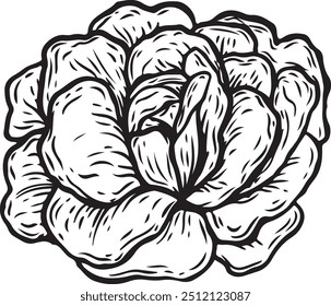 Lettuce line drawing isolated on white background.